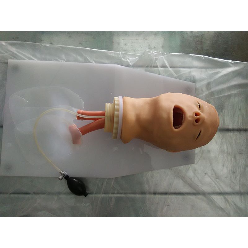 SC-J50 Trachea Intubation Training Model 2