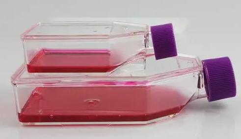 Treated Cell Culture Flasks