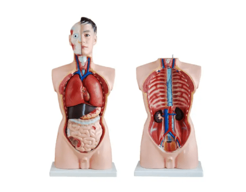 Medical Training Manikin: Anatomical Manikin