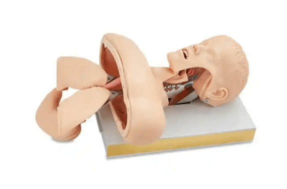 Medical Training Manikin: Surgical Skills Trainers